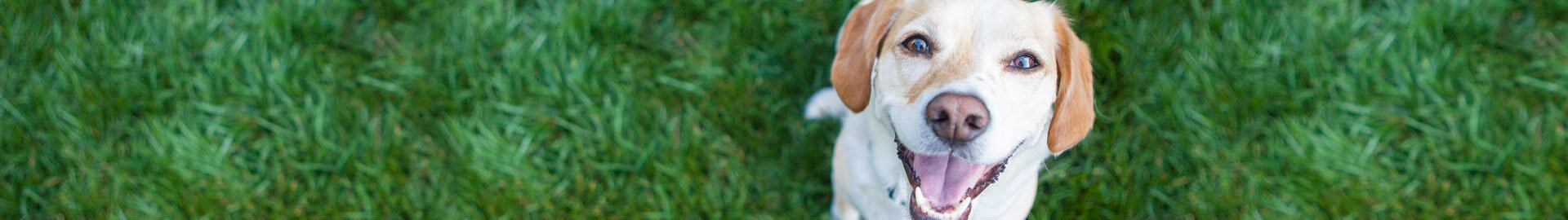 dog banner